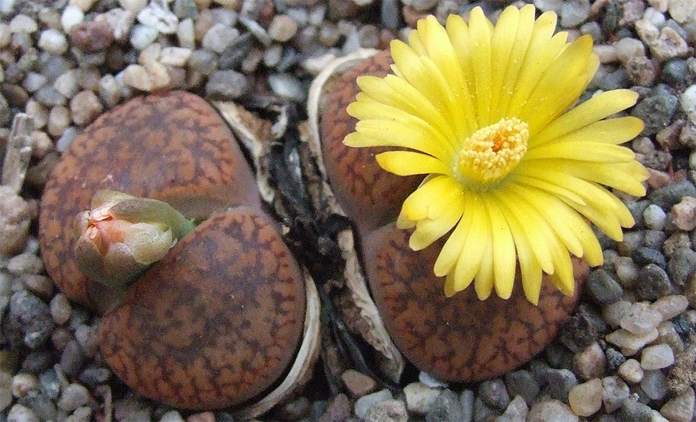 Литопс Аукамп (Lithops Aucampiae)