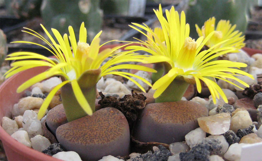 Литопс Аукамп (Lithops Aucampiae)