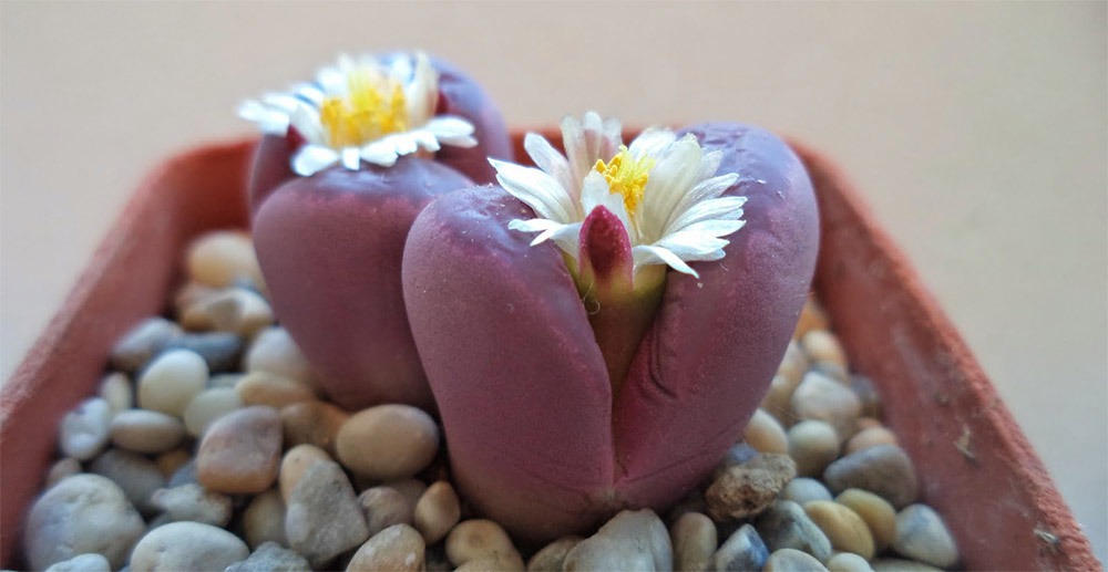 Литопс Оптика (Lithops Optica)