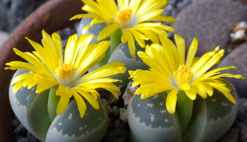 Литопс Оптика (Lithops Optica)
