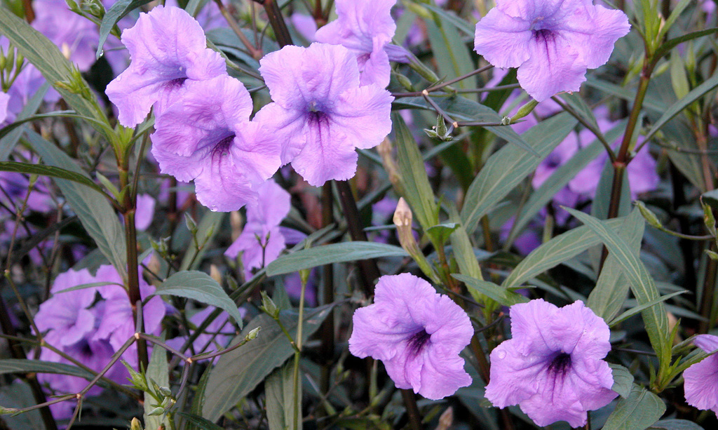 Руэллия Бриттона (Ruellia Brittoniana) 