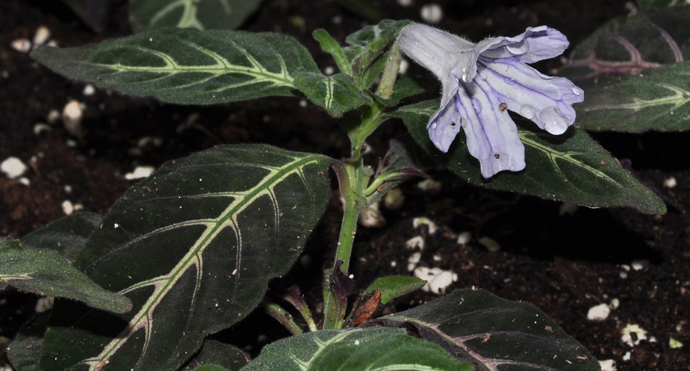 Руэллия Девоса (Ruellia devosiana) 