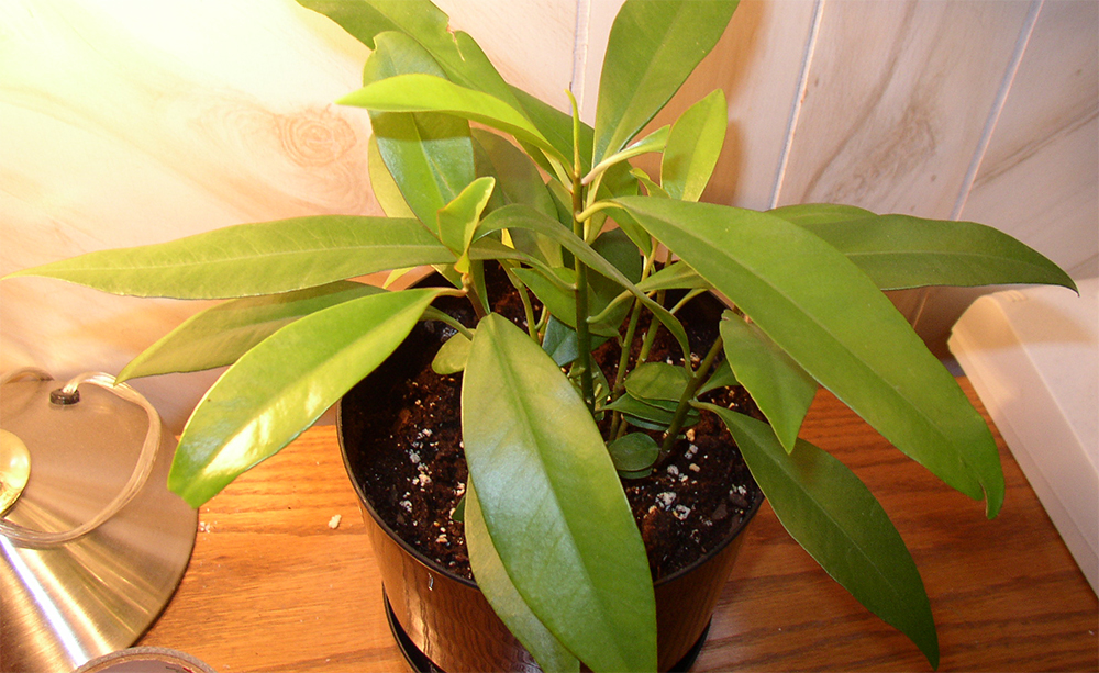 Ардизия низкая (Ardizia humilis)