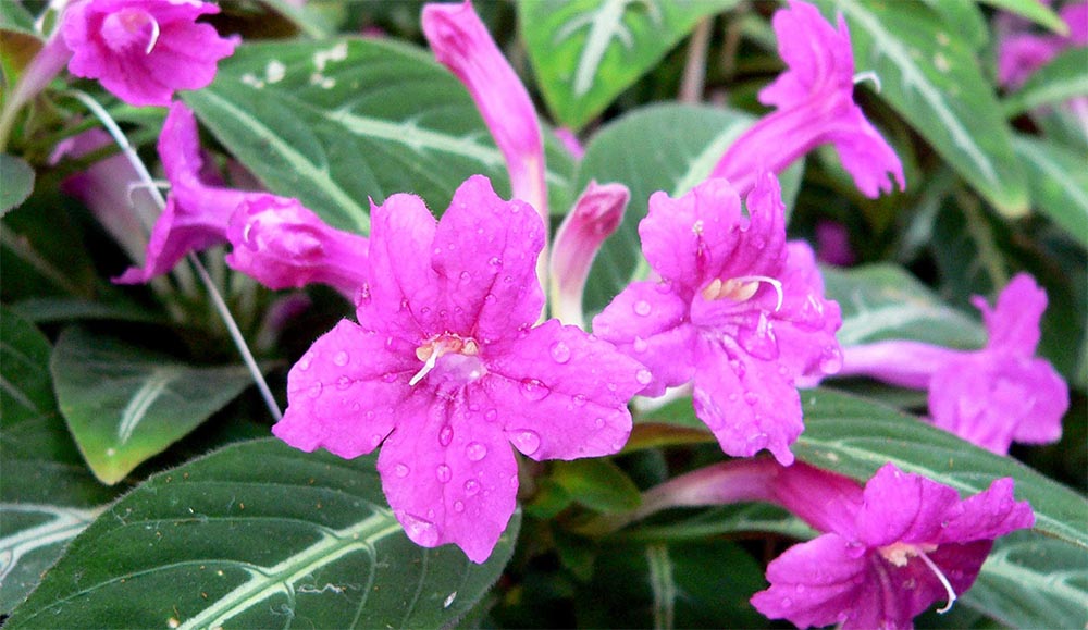 Руэллия Портелла (Ruellia portellae)