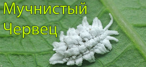 Мучнистый червец