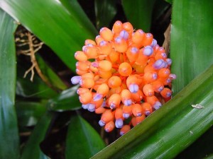 Эхмея матово-красная (Aechmea miniata)