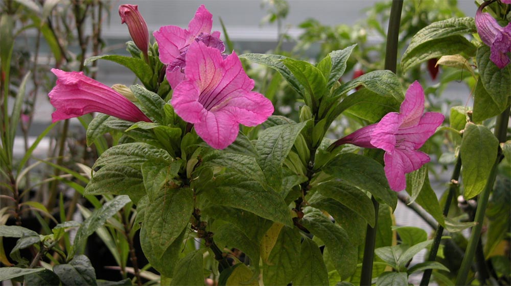 Руэллия крупноцветковая (Ruellia macrantha) 