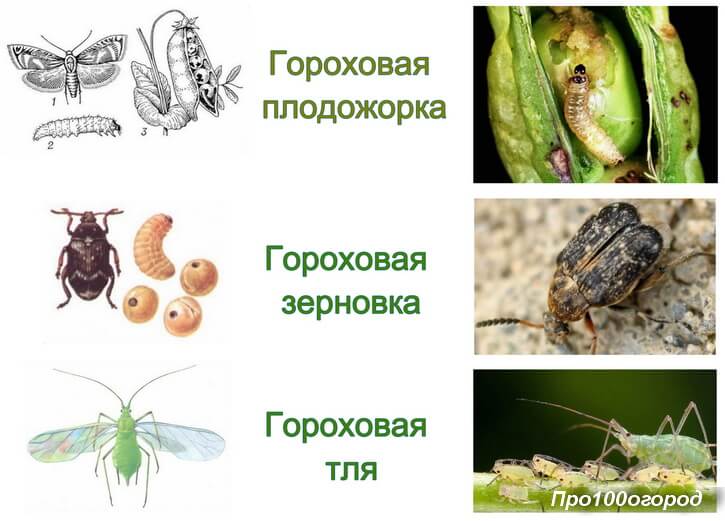 вредители гороха