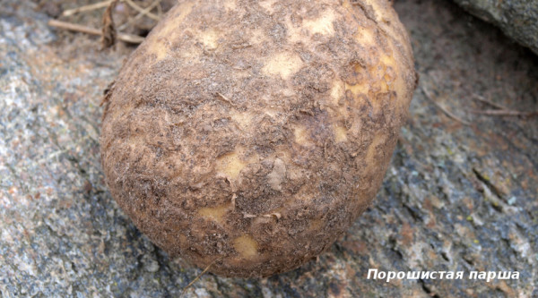Болезни картофеля: осматриваем клубни