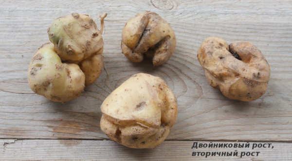 Болезни картофеля: осматриваем клубни