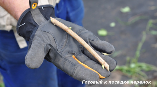 Размножение смородины осенними черенками