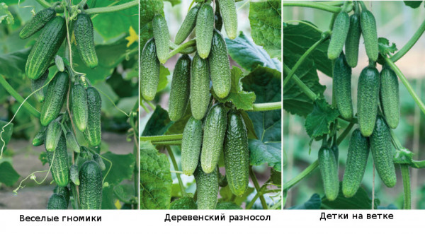 Пучковые огурцы