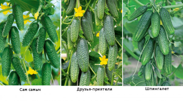 Пучковые огурцы