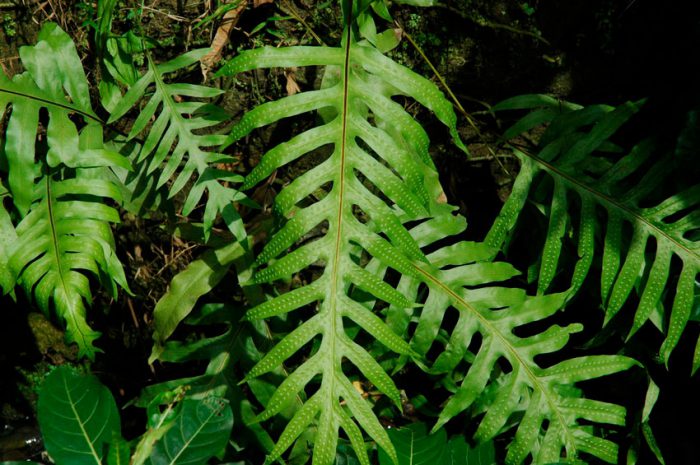 Микросорум сколопендровый (Microsorum scolopendria)