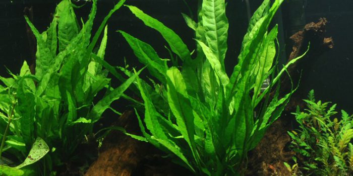 Микросорум крыловидный (Microsorum pteropus)