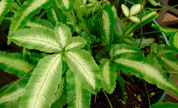 Птерис мечевидный (Pteris ensif ormis) 