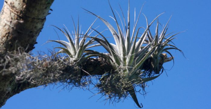 Тилландсия Гарденера (Tillandsia gardneri)