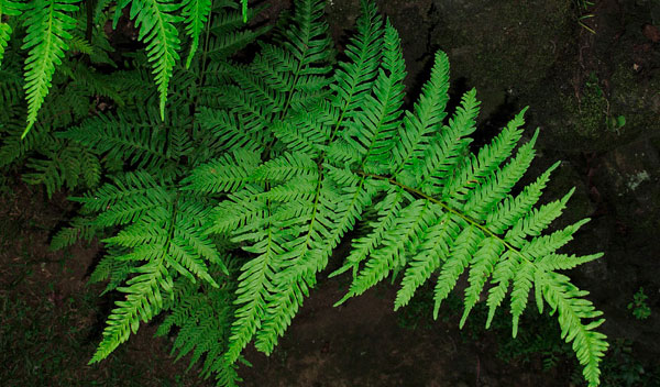 Птерис дрожащий (Pteris tremula)
