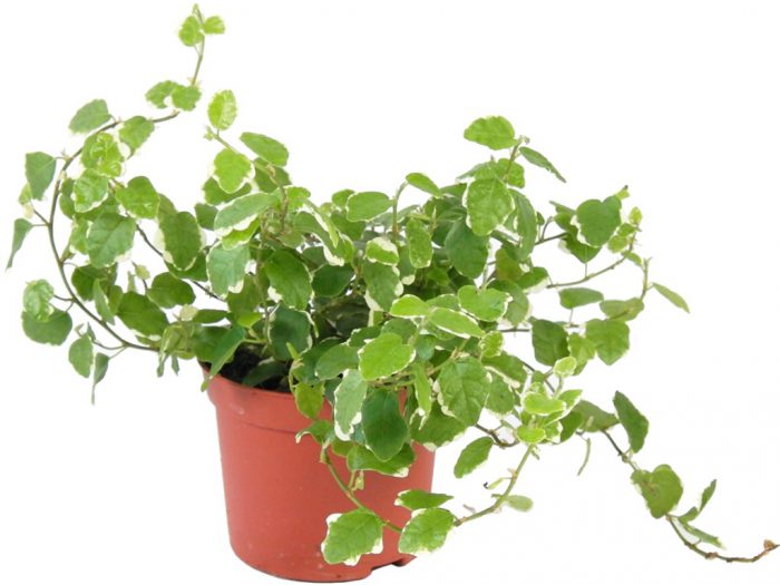 Ficus pumila