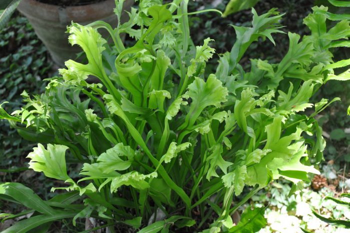 Микросорум точечный (Microsorum punctatum)
