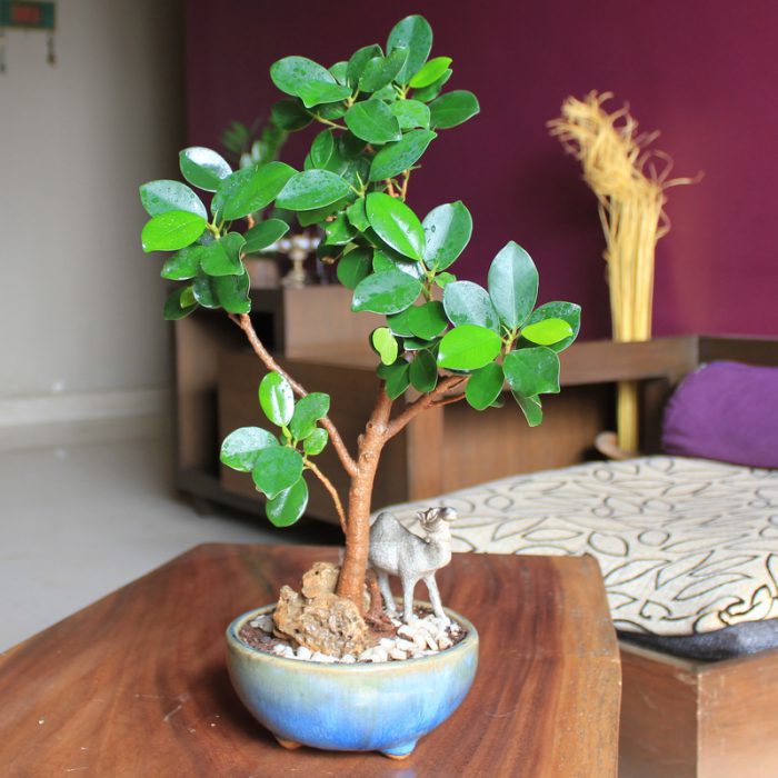 Ficus  Panda