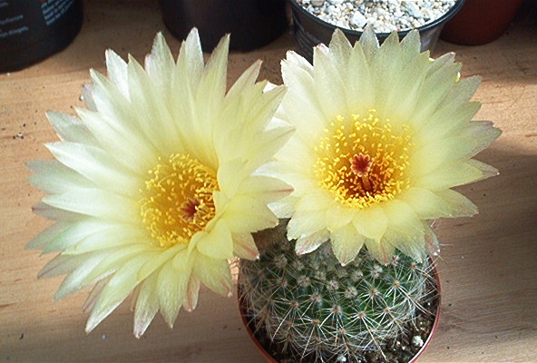 Нотокактус стройный (Notocactus concinnus)