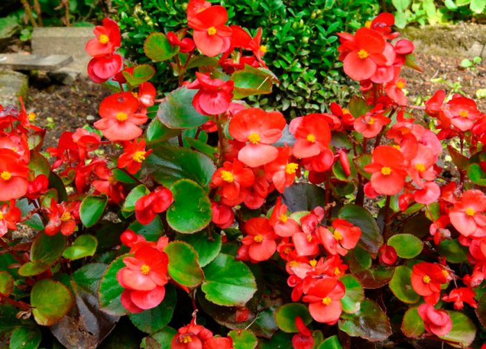 Бегония вечноцветущая (Begonia semperflorens)