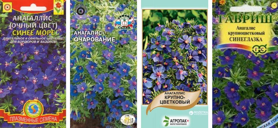 Анагаллис - оригинальный выбор для контейнеров или подвесных кашпо