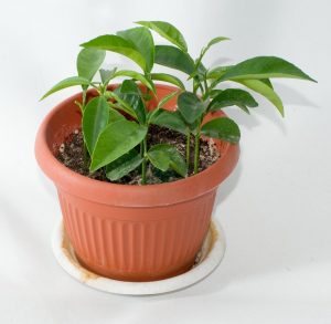 Выращивание мандаринового деревца из косточки дома