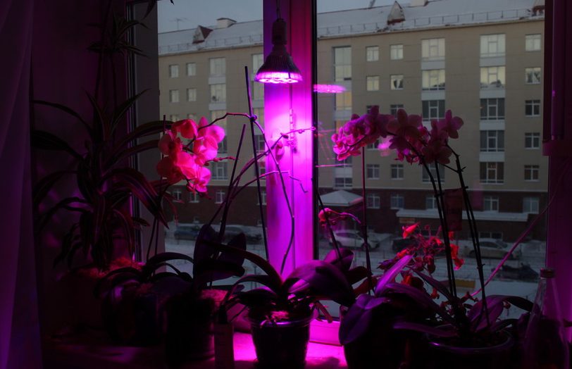 Подсветка для растений