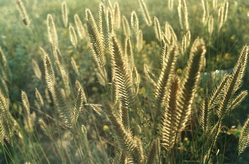 Мавританский газон своими руками: нюансы создания, фото