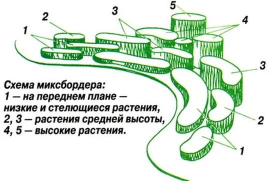 Что посадить вдоль забора на даче: деревья, кусты, растения, варианты на фото