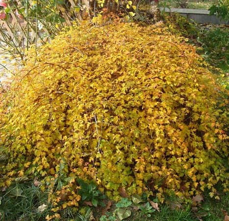 Ажурная стефанандра: фото, посадка, уход