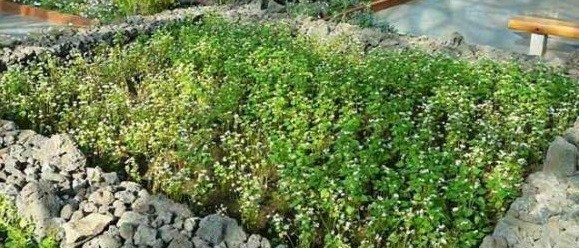 У "дачные" клумбы: принципы создания, варианты на фото