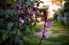 Вертикальное озеленение в ландшафтном дизайне
