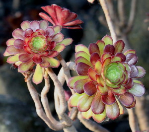 Эониум древесный (Aeonium arboreum)