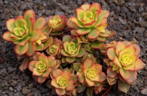 Эониум декоративный (Aeonium decorum)