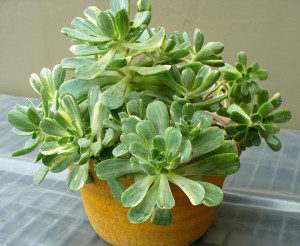 Эониум домашний (Aeonium domesticum, Аихризон домашний (Aichryson x domesticum)