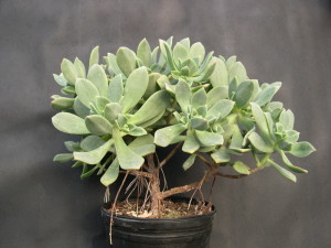 Эониум Хаворта (Aeonium haworthii)