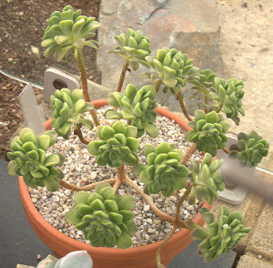 Эониум Линдлея (Aeonium lindleyi)