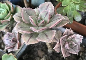Aeonium mascaense (sedifolium X haworthii)