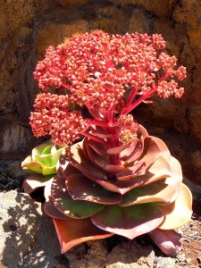 Эониум благородный (Aeonium nobile)