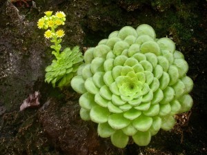 Эониум слоевидный (Aeonium tabuliforme)