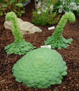 Эониум слоевидный (Aeonium tabuliforme)