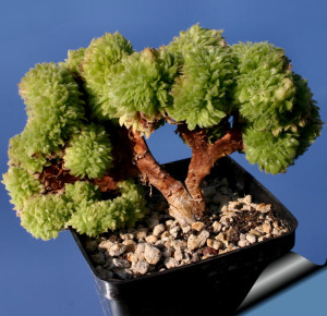 Эониум слоевидный (Aeonium tabuliforme)