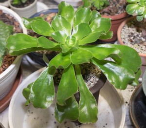 Эониум волнистый (Aeonium undulatum)