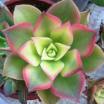 Эониум (Aeonium)