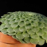 Эониум (Aeonium)