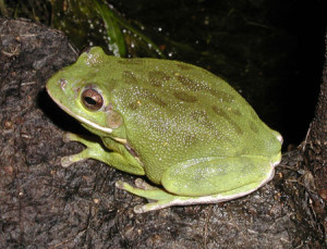 Anura