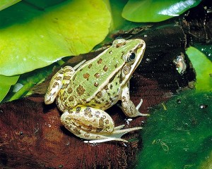 Anura
